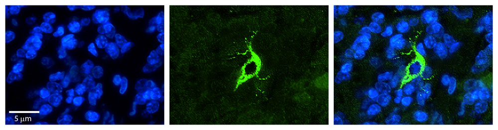 2 - TXNDC13 antibody - C-terminal region AI13054