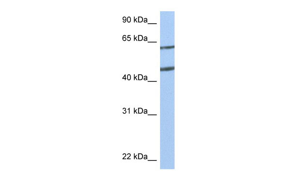 1 - NTN4 antibody - N-terminal region AI13058