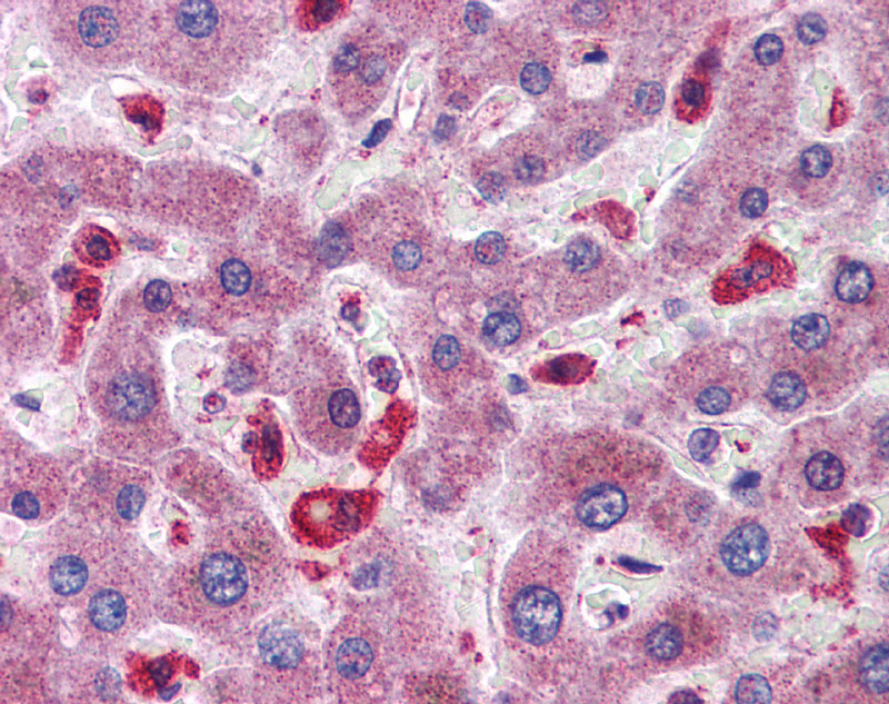 2 - SIGIRR antibody - C-terminal region AI13062