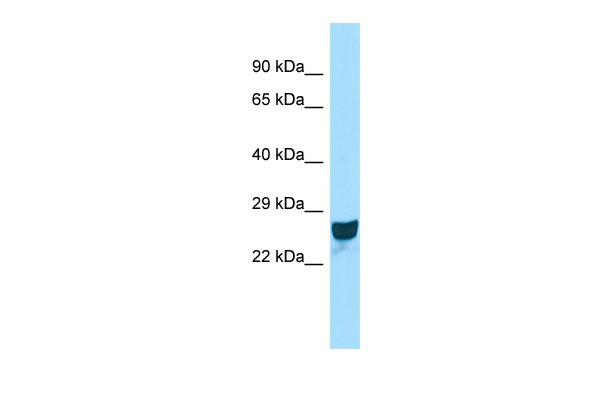 1 - Ccdc90b Antibody - middle region AI13065
