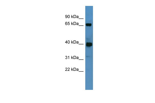 1 - Galnt11 antibody - N-terminal region AI13066