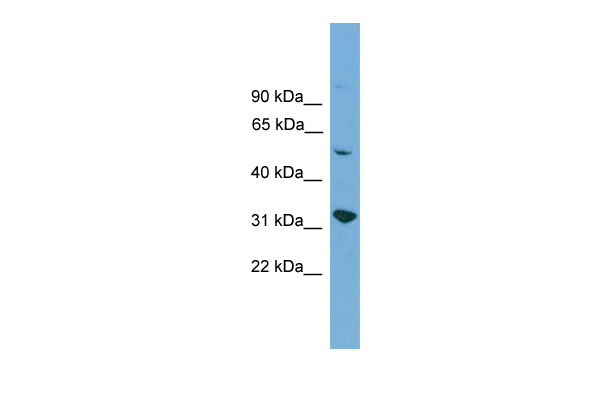 1 - YIPF2 antibody - middle region AI13080