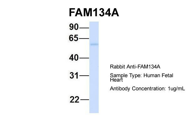 1 - FAM134A antibody - N-terminal region AI13086