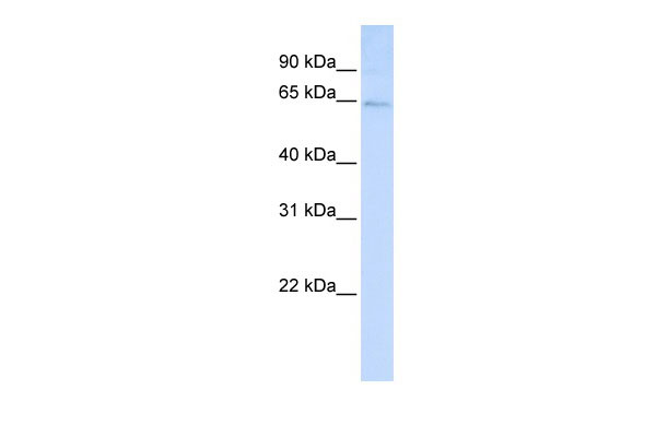 1 - LRFN3 antibody - C-terminal region AI13089