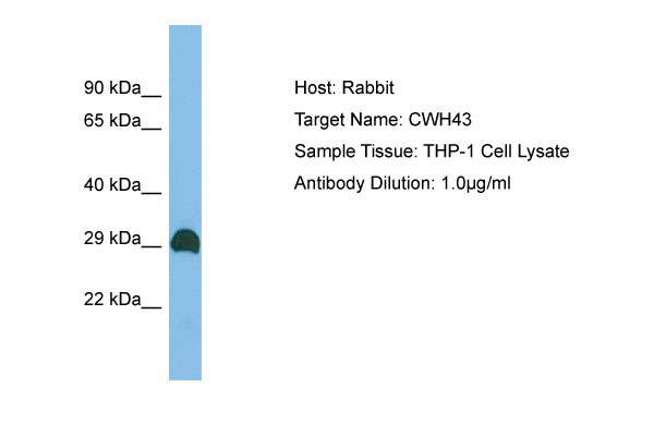 1 - CWH43 Antibody - C-terminal region AI13103