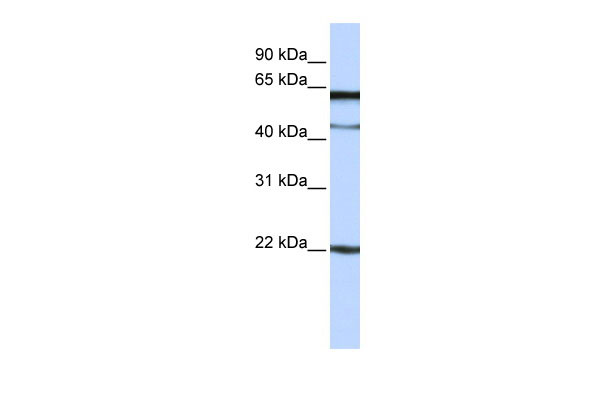 1 - C6orf25 antibody - N-terminal region AI13106