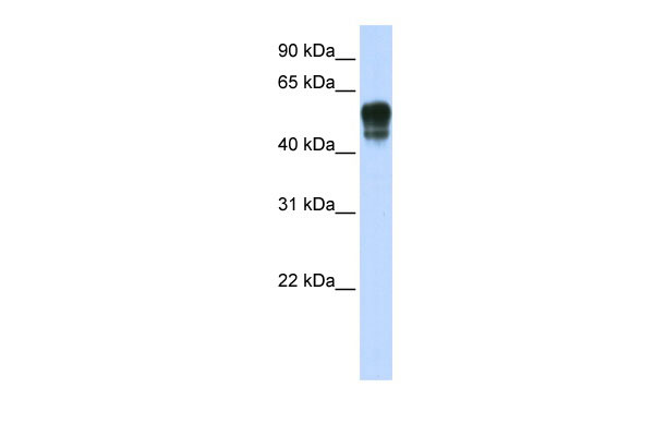 1 - SPNS1 antibody - N-terminal region AI13118