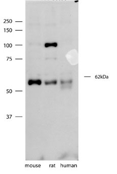 1 - SYT3 antibody - N-terminal region AI13121