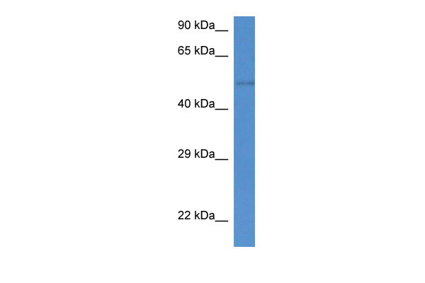 1 - St6gal2 antibody - C-terminal region AI13124