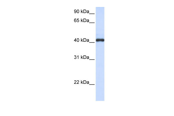 1 - FCRLA antibody - C-terminal region AI13131