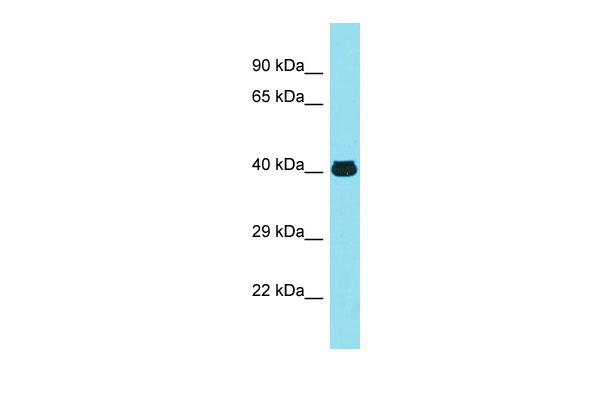 1 - MFSD2A Antibody - N-terminal region AI13133