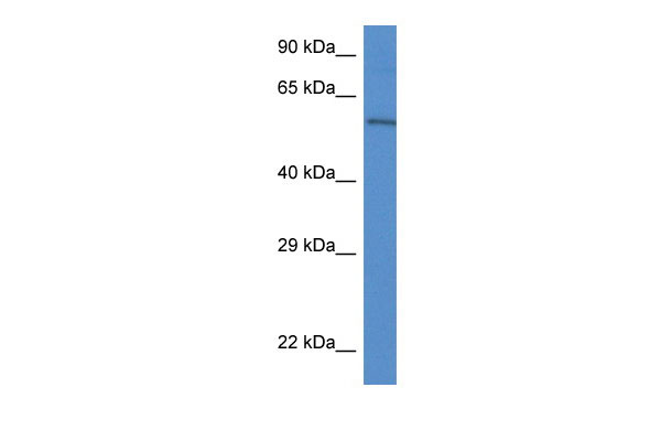 1 - Plxdc2 antibody - C-terminal region AI13134