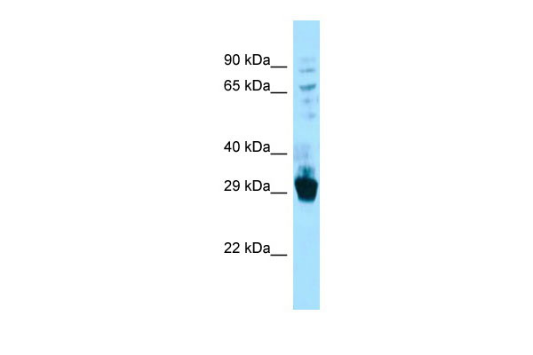 1 - Fibcd1 Antibody - C-terminal region AI13136