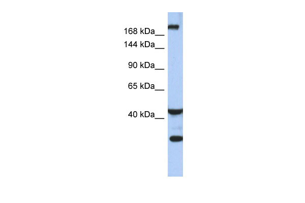 1 - DISP1 antibody - middle region AI13137