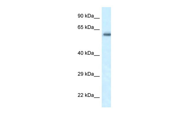 1 - Frmd5 antibody - N-terminal region AI13138