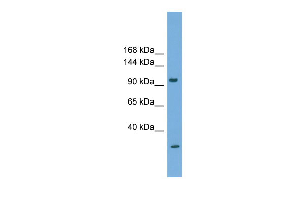 1 - PCDH21 antibody - N-terminal region AI13140