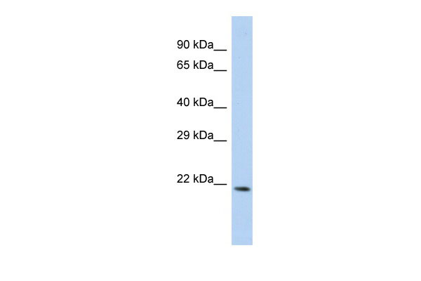 1 - CEACAM21 Antibody - middle region AI13143