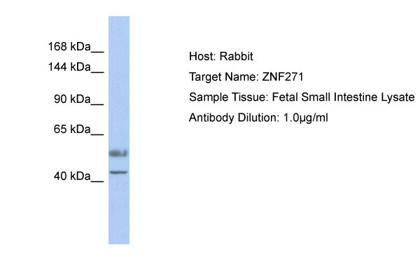 1 - ZNF271 Antibody - middle region AI13162