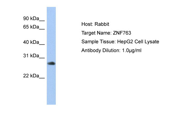 1 - ZNF763 Antibody - C-terminal region AI13167