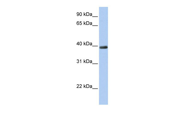 1 - ZNF391 antibody - N-terminal region AI13177