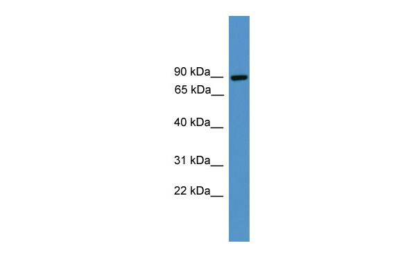 1 - ZBED1 antibody - C-terminal region AI13181