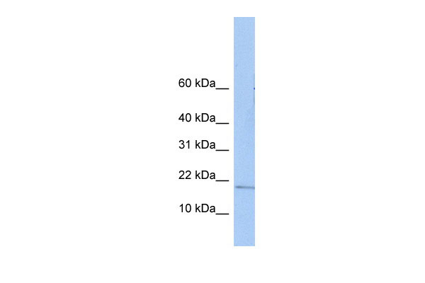 1 - ZNHIT3 antibody - N-terminal region AI13182