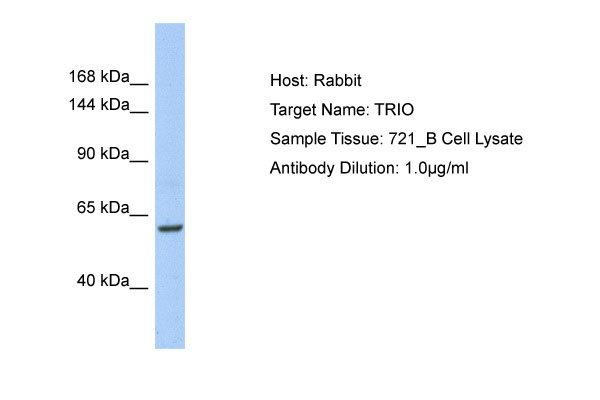 1 - TRIO Antibody - C-terminal region AI13188
