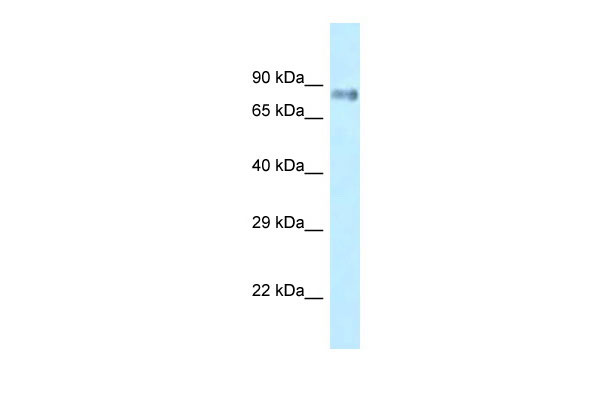 1 - Lrrfip1 antibody - C-terminal region AI13198
