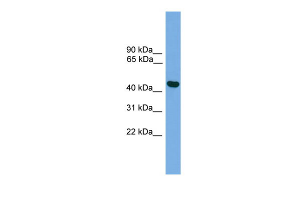1 - BRF2 antibody - middle region AI13200