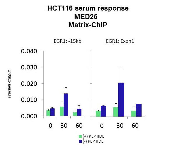 9 - MED25 Antibody - C-terminal region AI13205
