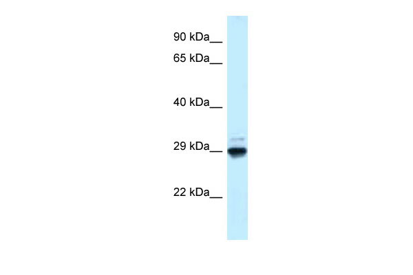 1 - Maf1 antibody - N-terminal region AI13208