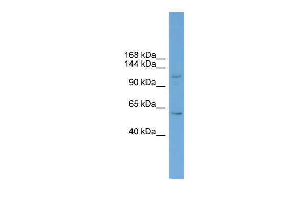1 - ZNF628 antibody - middle region AI13213