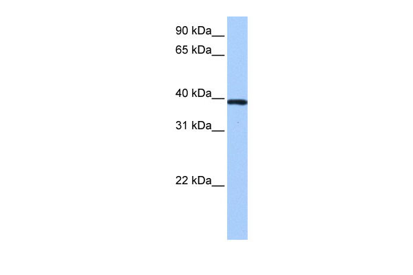 1 - ZNF618 antibody - N-terminal region AI13218