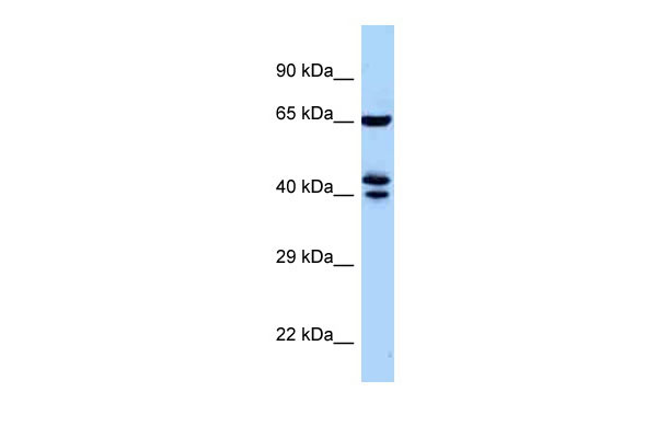 1 - Zfp583 antibody - middle region AI13219