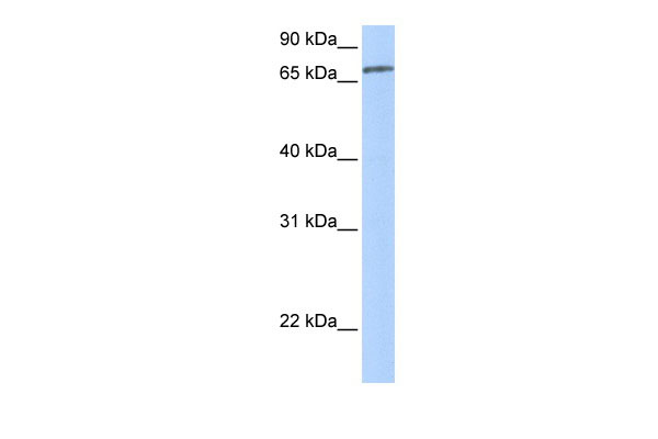 1 - ZNF418 antibody - N-terminal region AI13221