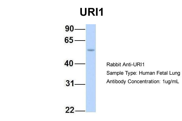 1 - C19orf2 antibody - middle region AI13222