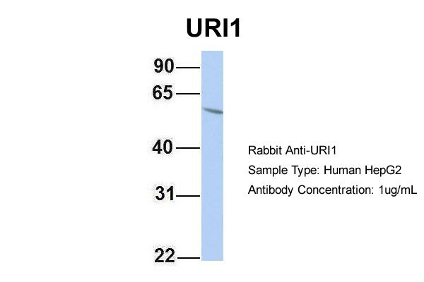 1 - C19orf2 antibody - middle region AI13222