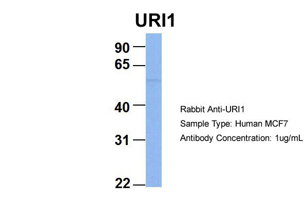 1 - C19orf2 antibody - middle region AI13222