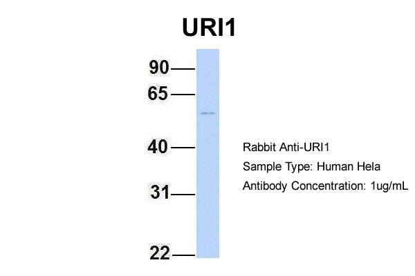 1 - C19orf2 antibody - middle region AI13222