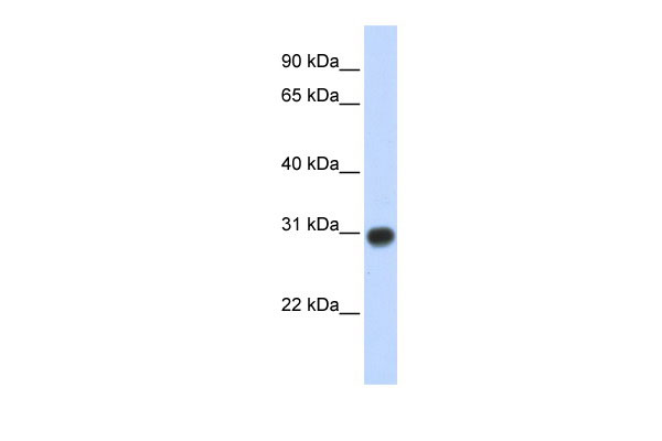 1 - ZMYND19 antibody - middle region AI13223