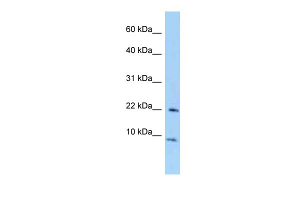 1 - Tceal7 antibody - middle region AI13229