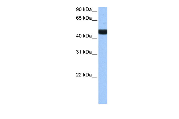 1 - LIN9 antibody - N-terminal region AI13234