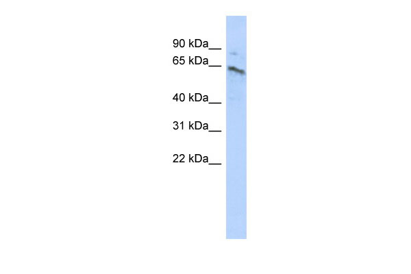 1 - ZNF468 antibody - middle region AI13244