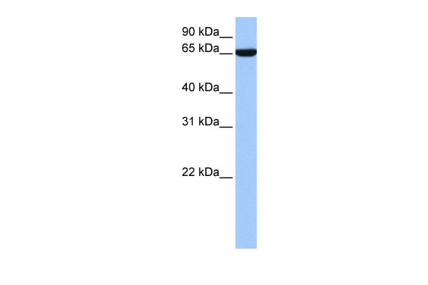 1 - hCG_1646157 antibody - N-terminal region AI13250