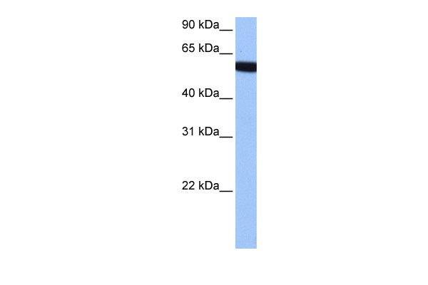 1 - hCG_1646157 antibody - middle region AI13251