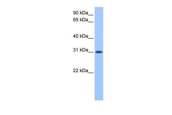 1 - LOC729745 antibody - N-terminal region AI13253
