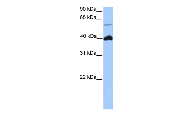 1 - LOC390738 antibody - middle region AI13259