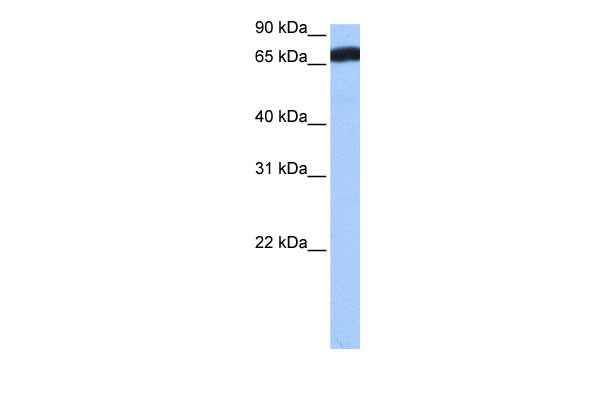1 - ZNF806 antibody - C-terminal region AI13263