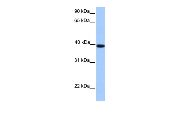 1 - LOC641765 antibody - C-terminal region AI13267