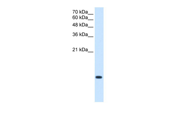 1 - C3orf10 antibody - middle region AI13280
